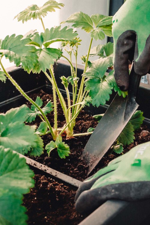 Instagrambild einer Pflanze